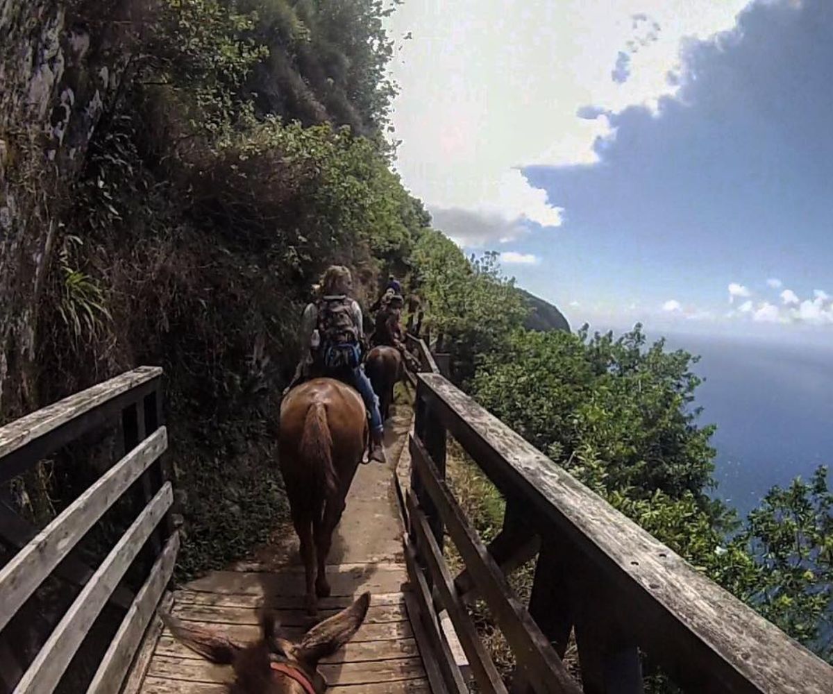 visitors of Mule Ride on Molokai
